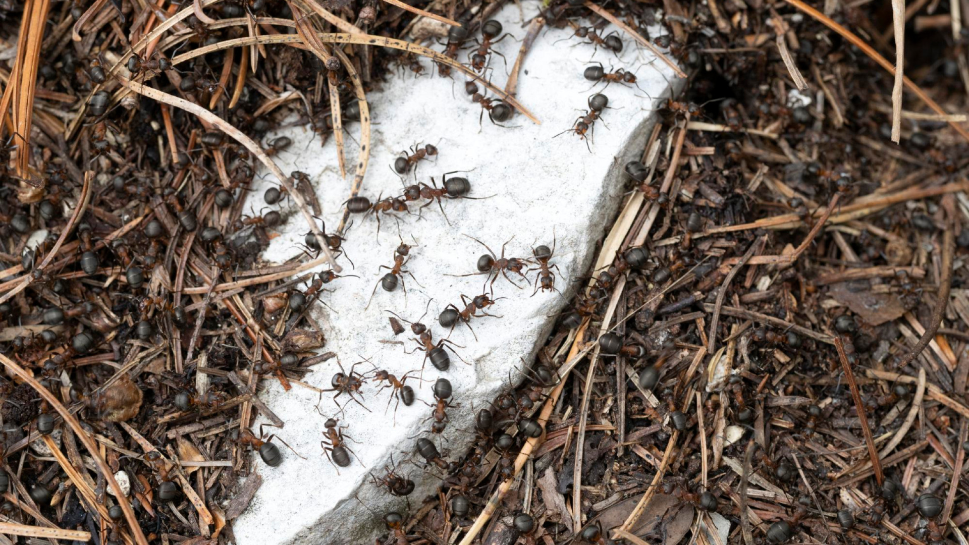 Comment identifier un nid de fourmis ? Signes et caractéristiques